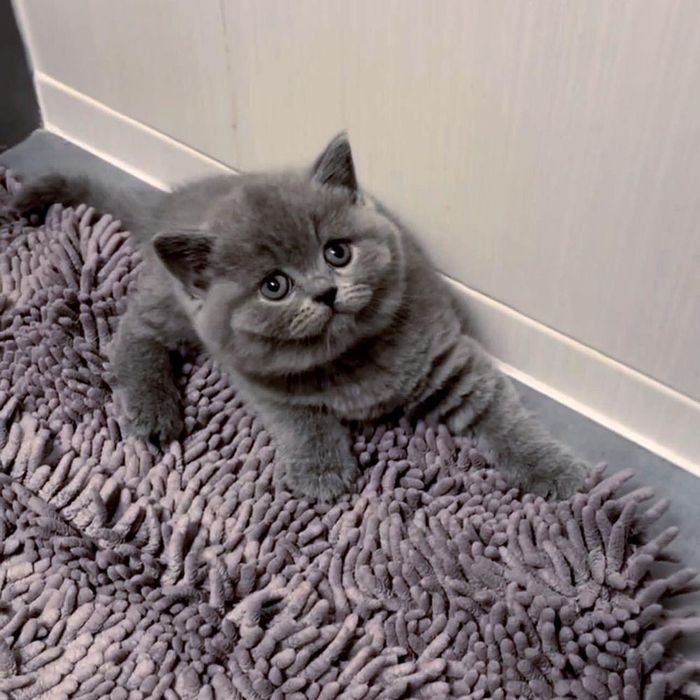 British Shorthair femela