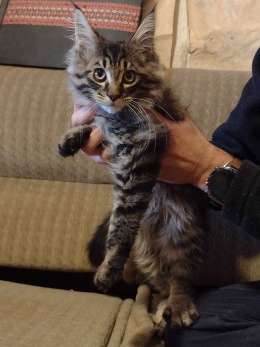 Мъжки котета Мейн Куун
