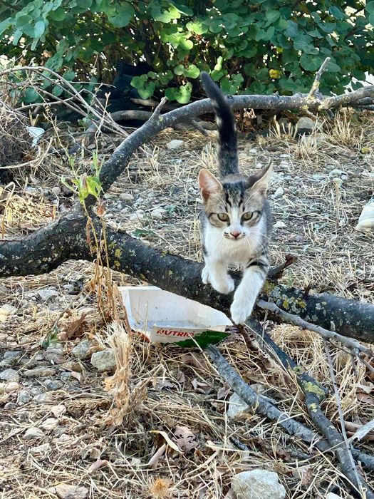Котенца търсещи дом