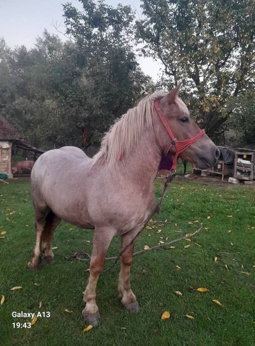 De vanzare sau schimb cu vaca afata sau vitel langa ea