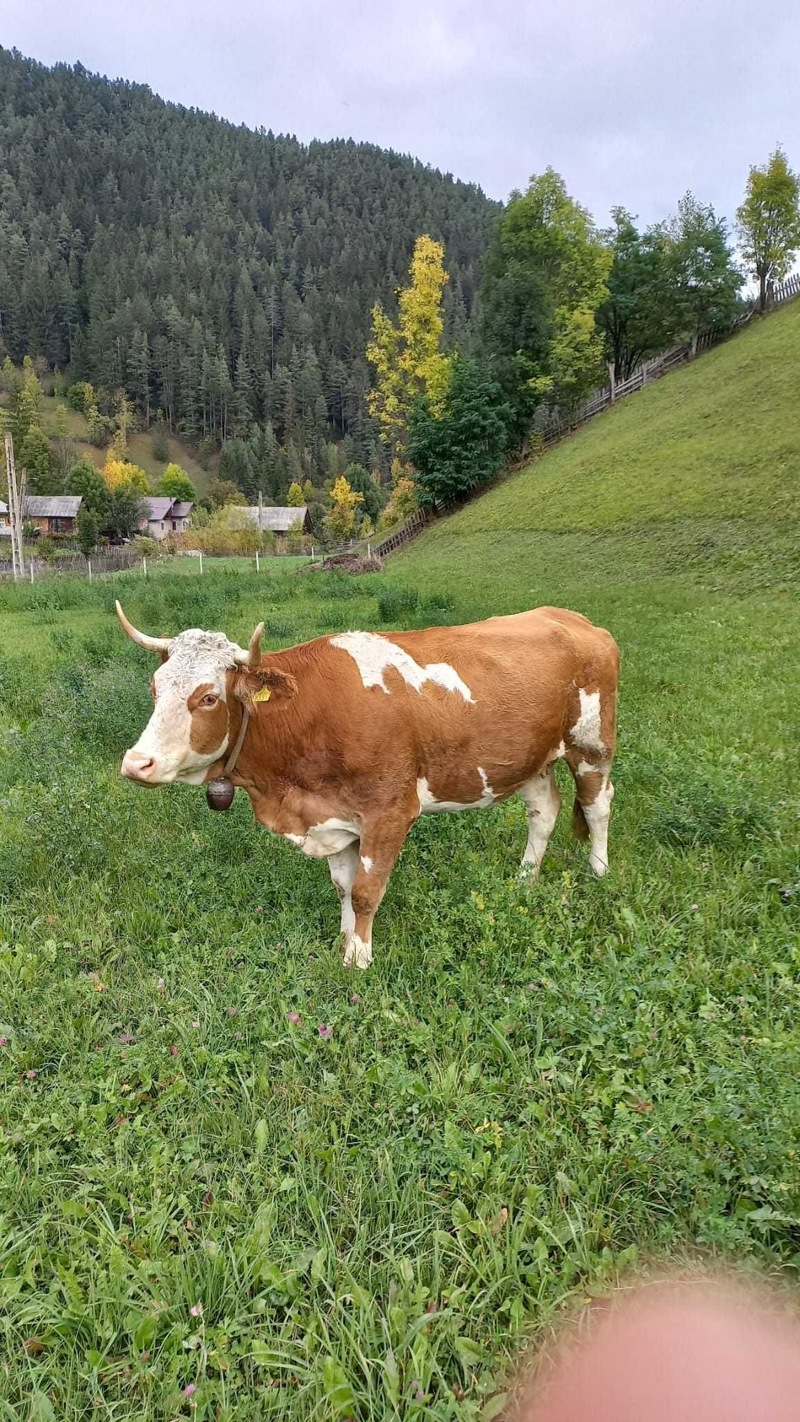 Vacă bălțată românească