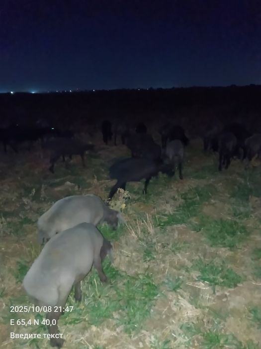 Urgʻochi barra goʻshtka