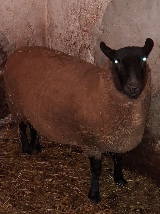 Vind oaie de rasa sufolk de 2 ani si berbec de aceeași  rasa de un an