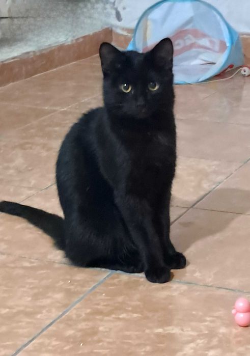 Добрый домашний кот мальчик 5-6 месяцев бесплатно!