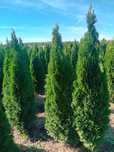Vând tuia thuja smaragd diferite dimensiuni