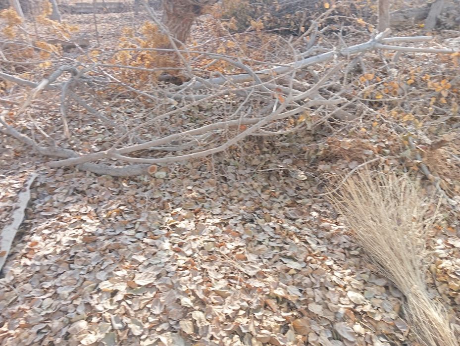 У́тинлар сотилоди