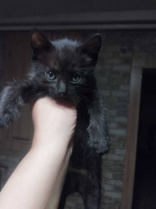 Отдам котят в хорошие руки