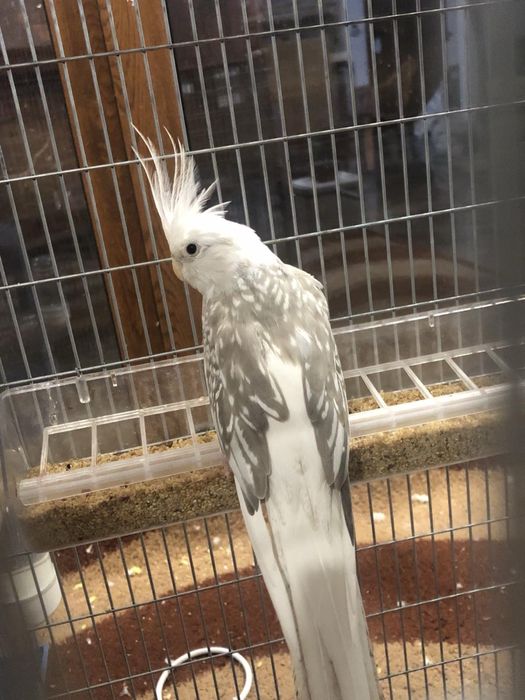 Продавам корели и вълнисти папагали