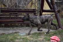 Donez caini Presa Canario