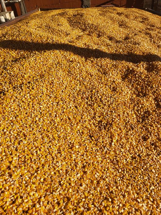 Vând porumb Pioneer