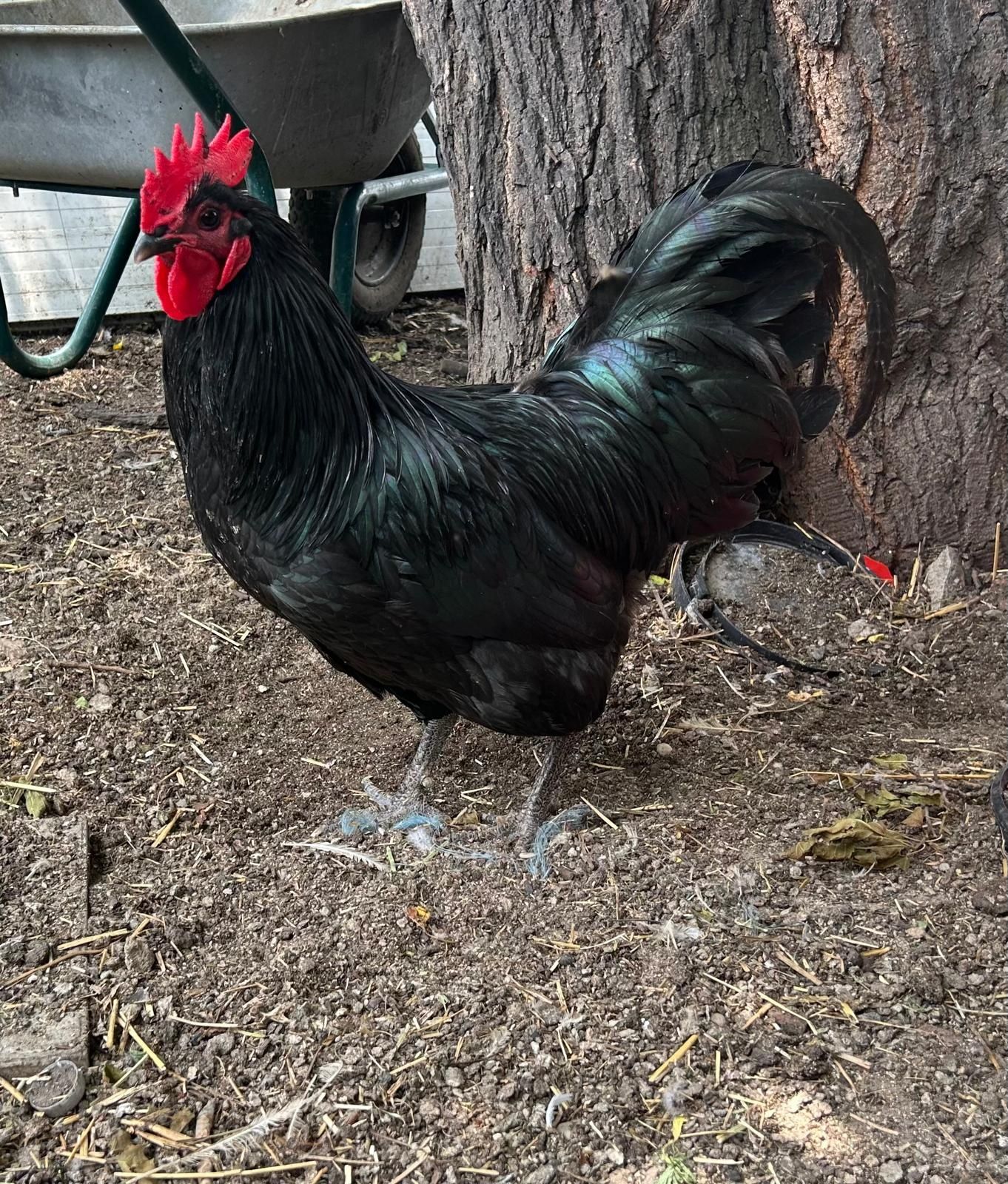 Cocosi australorp