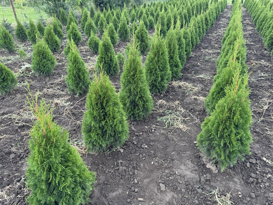 Vand tuia smaragd aclimatizat