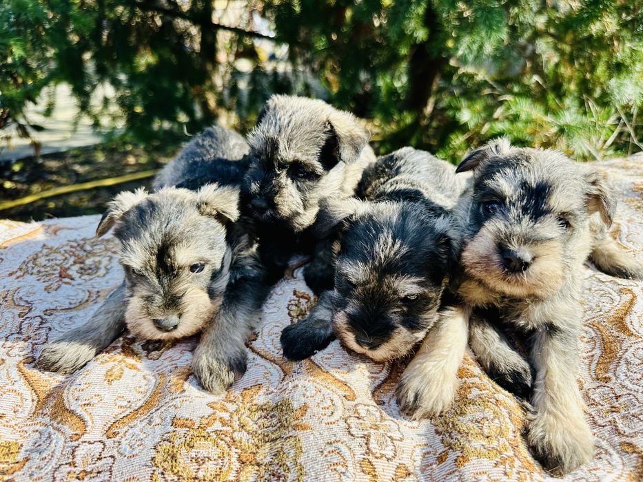 Продавам кученца мини шнауцер (цверг шнауцер)