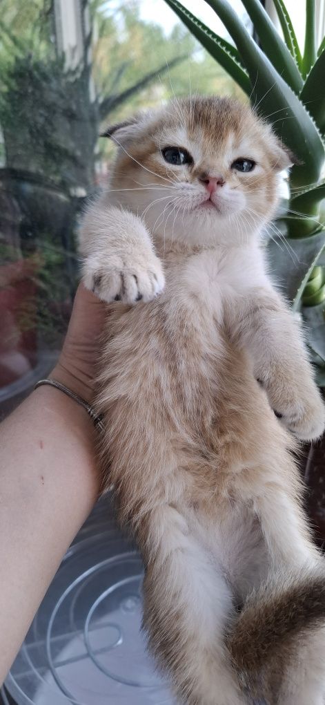Котята скоттиш фолд от правильной вязки
