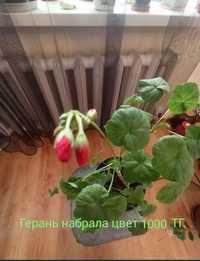 Комнатные цветы не дорого для дома и офиса от 500 тг. Астана