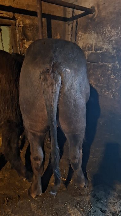 Da vânzare viței de bivoli