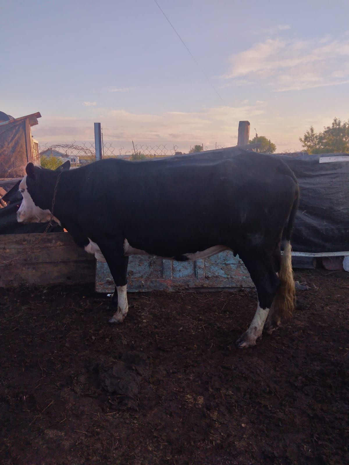 Продам корову  можно на мясо вторым отделом крупная осталась яловая