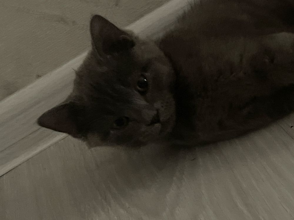 Котята чистой породы