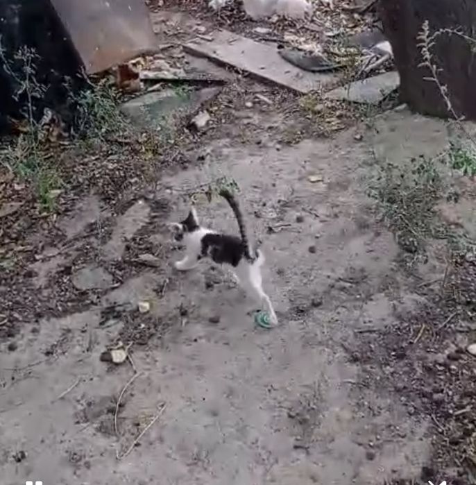 Котенок на улице , с больным глазиком . Звонить на ватсапп