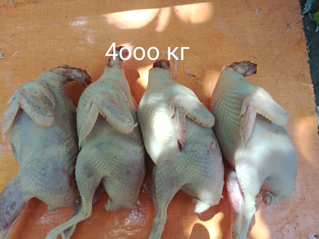 Продаём тушки перепелов