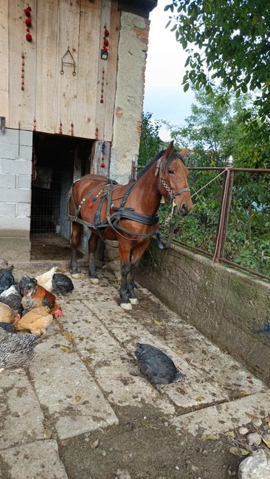 Vând mânză și mânz