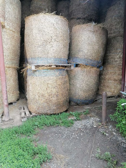 Baloti lucernă de vânzare