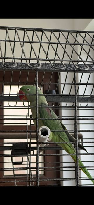 Papagal Marele Alexandru