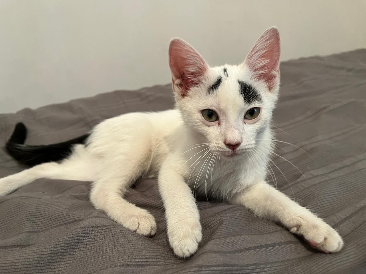 Котенок , очень хороший ласковый