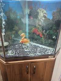 Продам аквариум угловой с рыбой