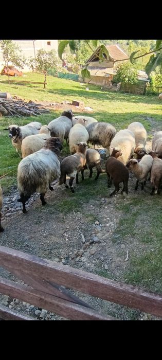 Vand 11 oi si un berbec