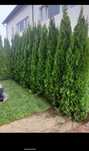 Plante ornamentale aclimatizate la balot