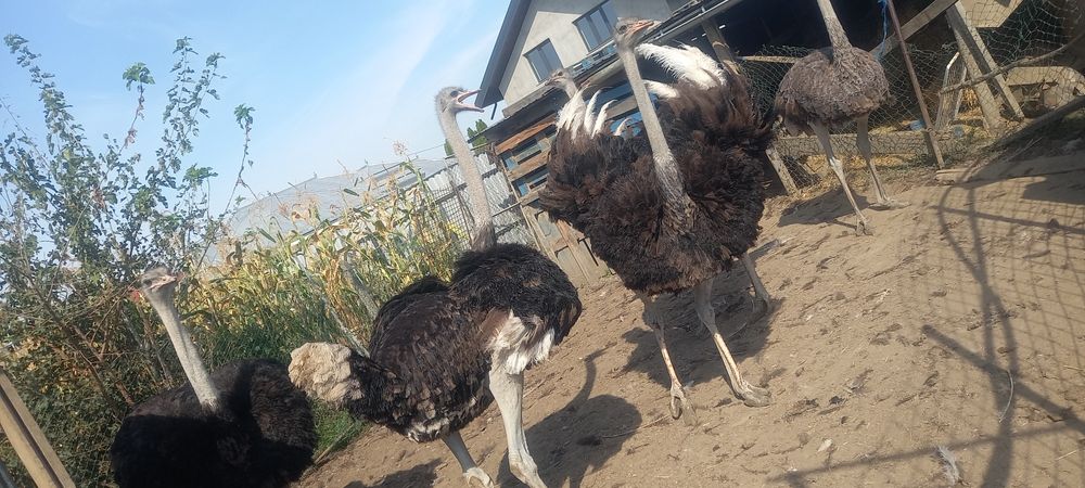 Vând struți 4 bucati