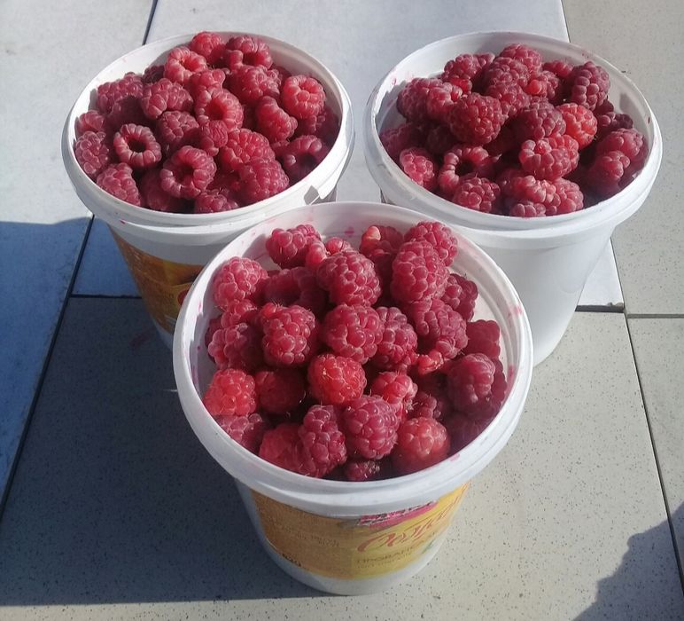 Малина в продаже с огорода