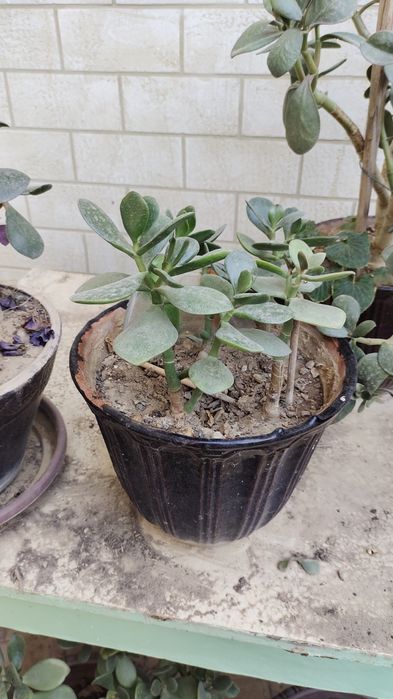 Продается денежное дерево