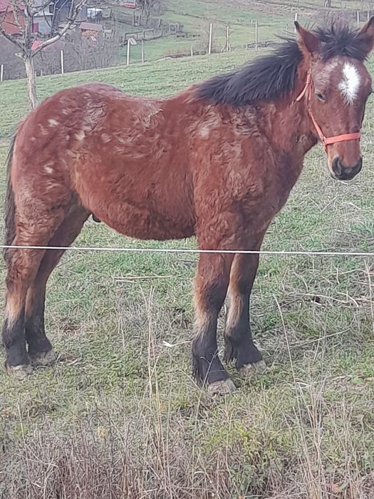 De vânzare pentru detalii la telefon