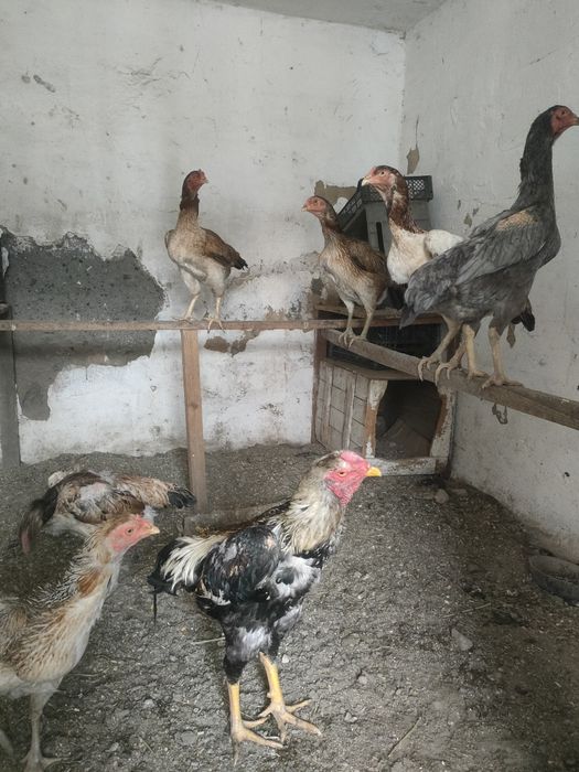 Продам курей и петуха дакана