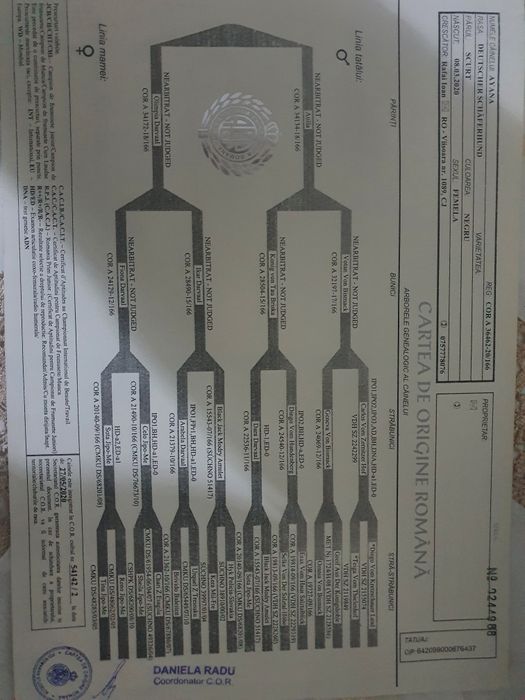 Femela ciobanesc german