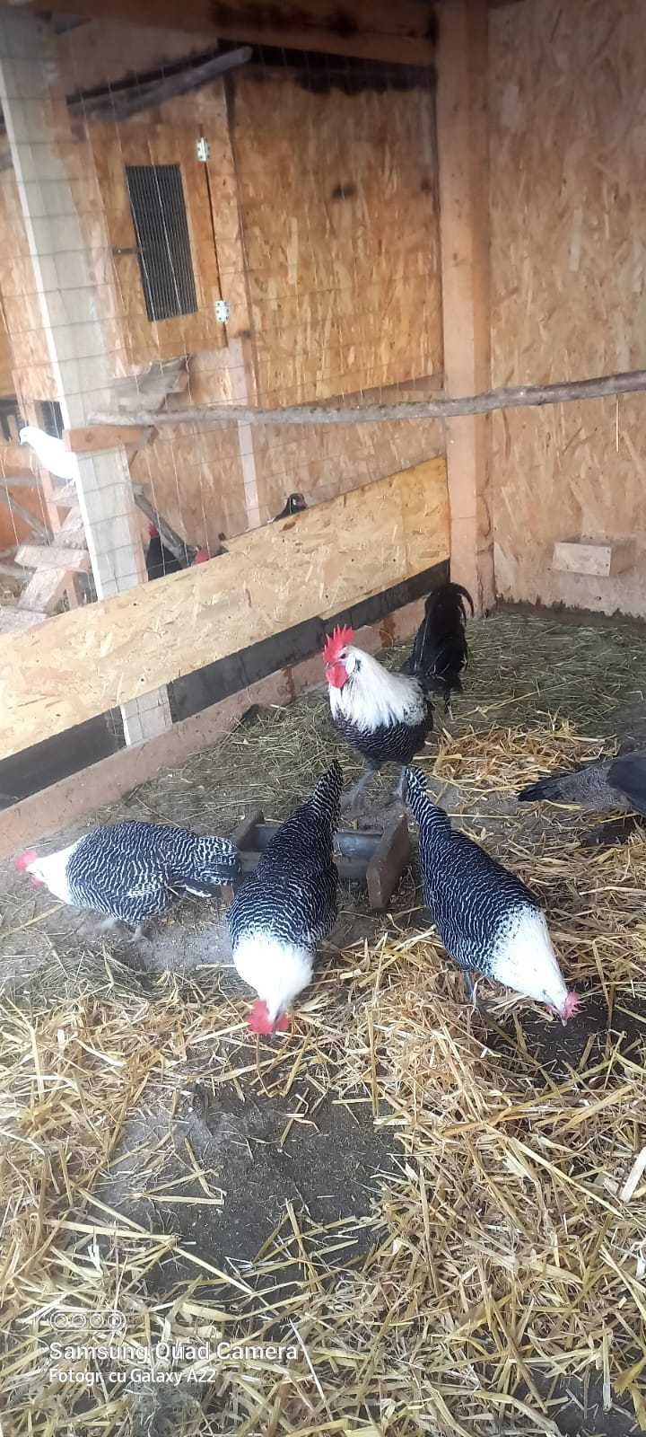 Găini de rasă austrolorp 4+1