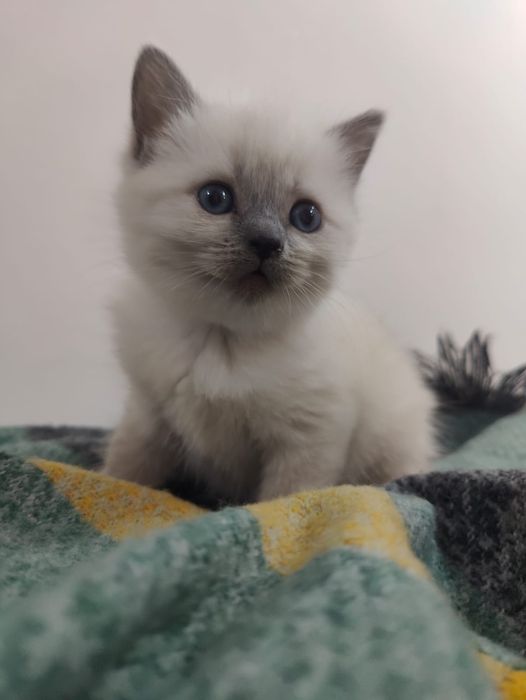 котята 1,5 месяца