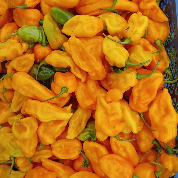 Vând ardei foarte iuţi proaspeţi soiul Habanero