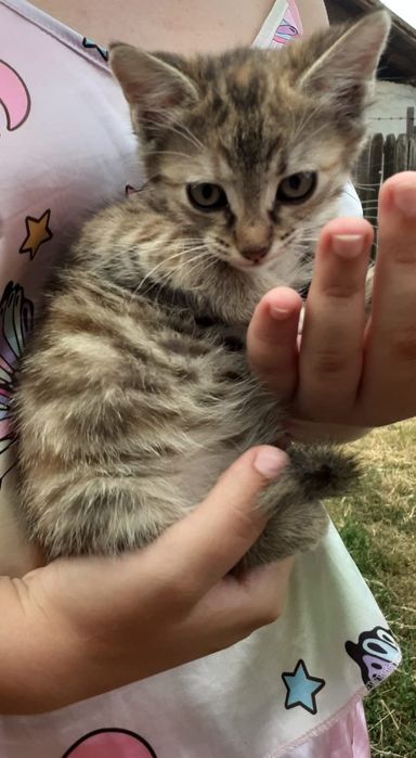 Pisicii spre adoptie!