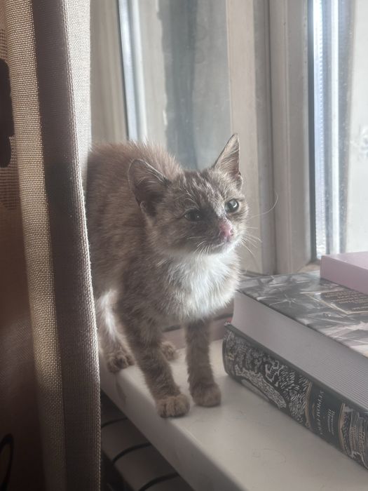 Котенок ищет дом