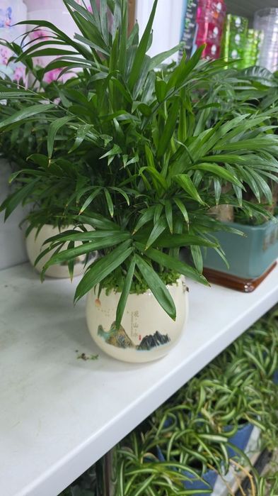 Хамедорея декоративная пальма