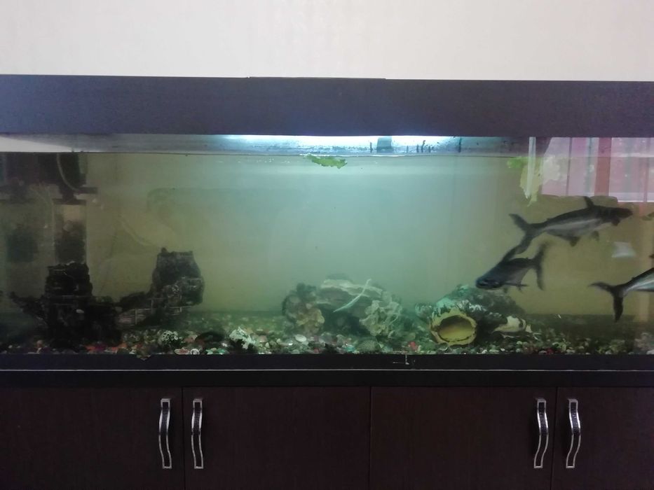 Продам аквариум 470 л.