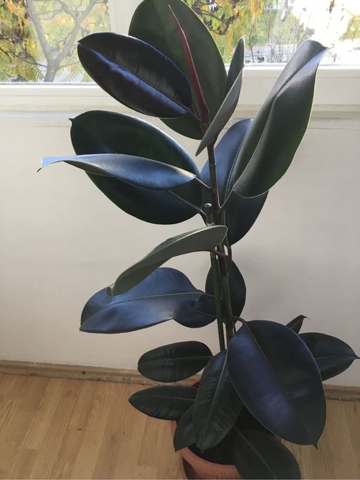 Ficus in ghiveci 130 cm