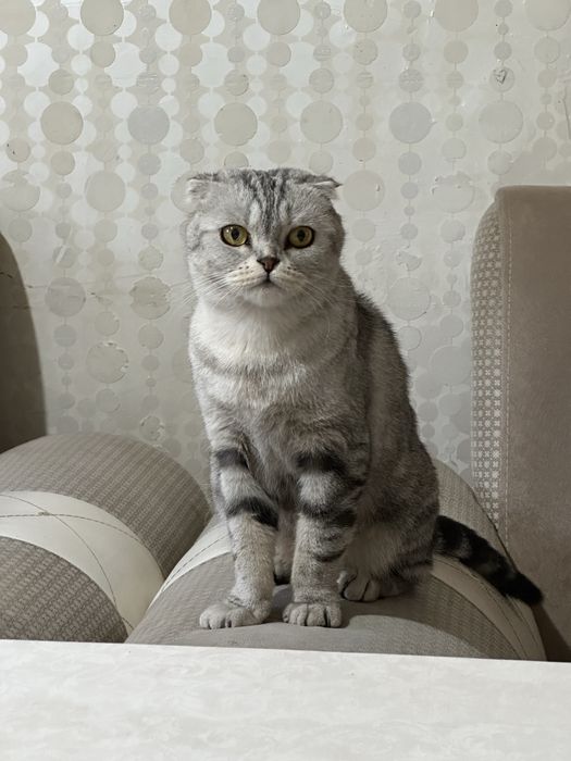 Котята скотиш страйт, девочки