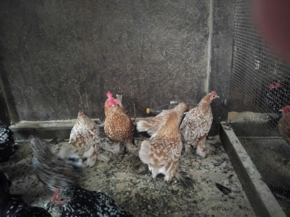 Mii de flori  rasa pură