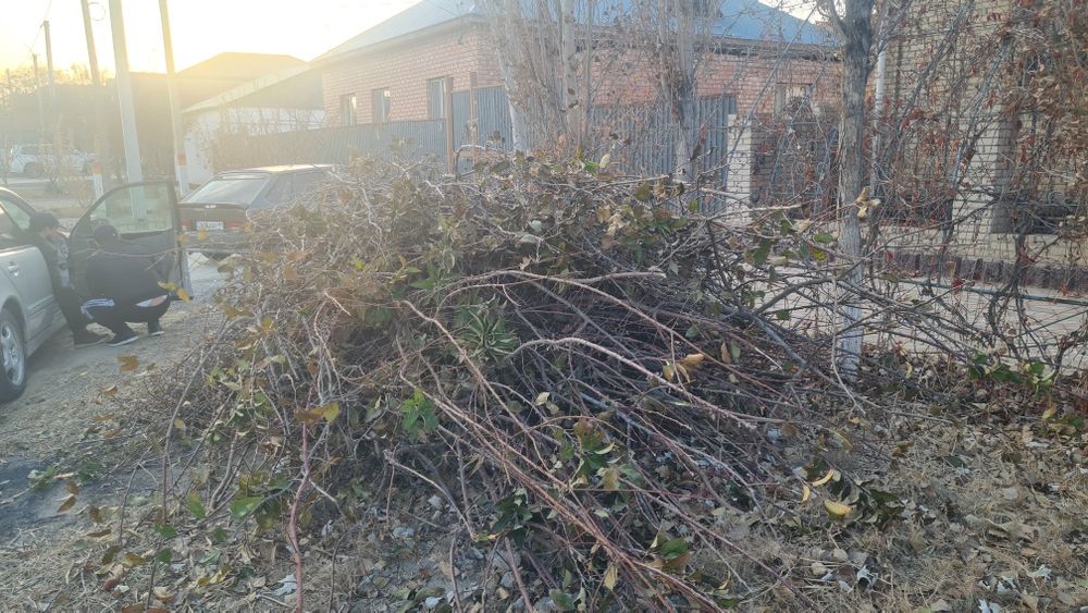 Отын, дрова бесплатно тегин