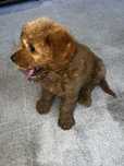 Goldendoodle fetiță – 2 luni și jumătate, vaccinată și deparazitată