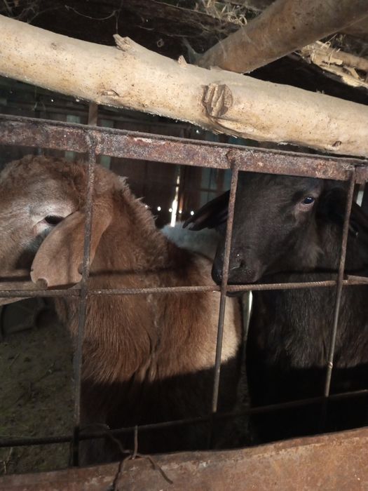 Бараны Арашан Эдилбай